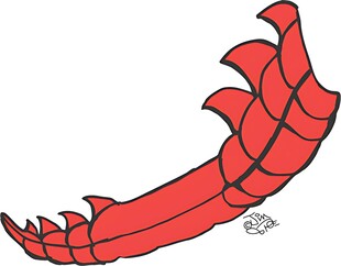 红色龙虾钳插画