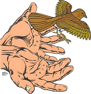 手与飞鸟的和谐画面