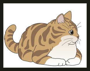 趴着的斑纹猫咪