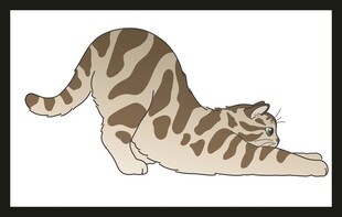 伸懒腰的条纹猫咪