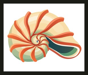 彩色螺旋贝壳插画