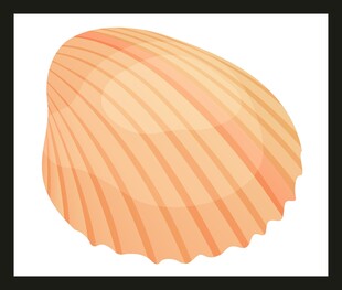 橙色扇贝贝壳插画