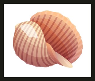 彩色条纹贝壳插画