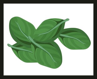 新鲜绿叶植物插画