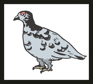 黑白花纹的站立鹧鸪