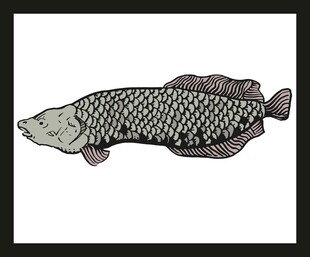 黑白图案的独特鱼类