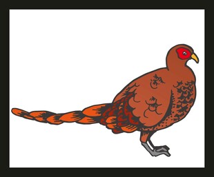 手绘彩色长尾野鸡