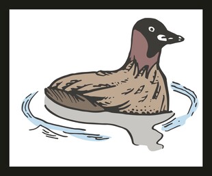 水中游弋的鸭子