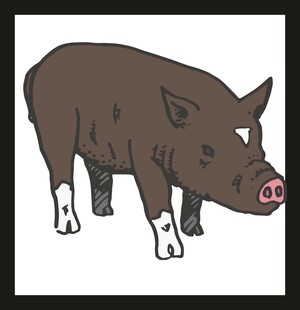 站立的黑猪插画