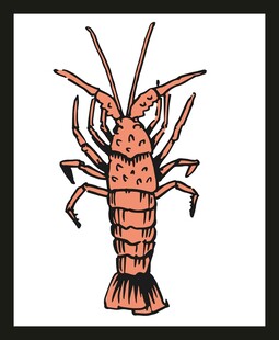 手绘彩色小龙虾形象