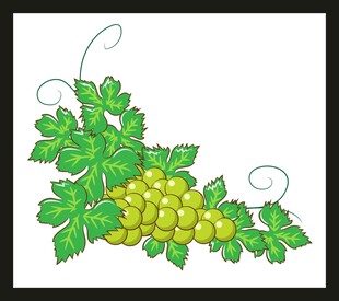 葡萄藤蔓装饰图案