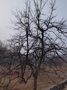 冬日枯树