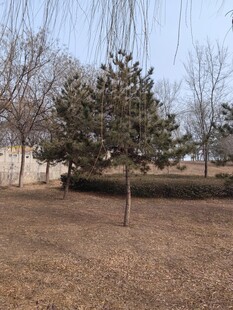 冬日公园树木景观