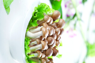 新鲜秀珍菇特写