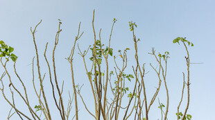 蓝天映衬下的新生植物