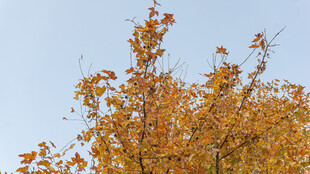 秋日树梢的斑斓黄叶