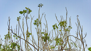 蓝天映衬下的繁茂植物
