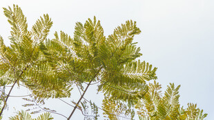 向上生长的翠绿树梢