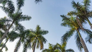 仰视下的高大棕榈树景观