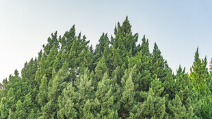 茂密葱郁的绿色松树林