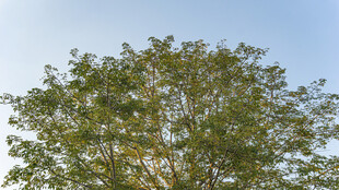 蓝天映衬下的葱郁树木