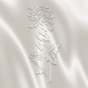 白色透明菊花素材