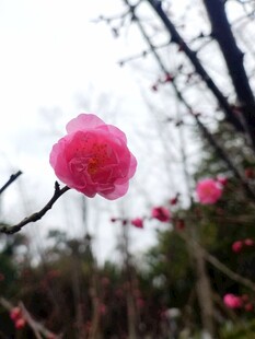 枝头绽放的娇艳红梅