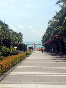 海滨林荫步道美景