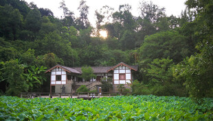 田园小屋隐于葱郁绿意中