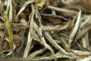 白毫银针茶叶特写