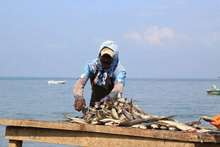 渔民处理鱼
