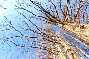 冬日枯树仰视图