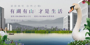 湖畔天鹅伴山水诗意生活