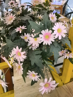 粉色雏菊盆栽装点室内空间