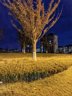 夜幕下的金黄草地与树木
