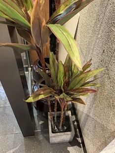 室内绿植盆栽叶片色彩丰富