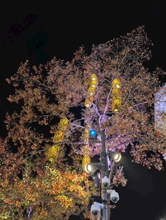 夜晚绚烂灯光下的多彩树木