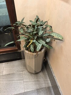 角落绿植盆栽