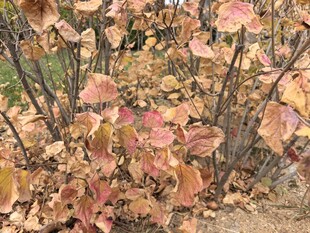 秋日泛红的枝叶景观