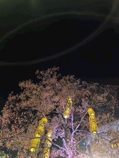 夜中繁花树彩灯映绚烂