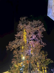 夜晚繁花树景