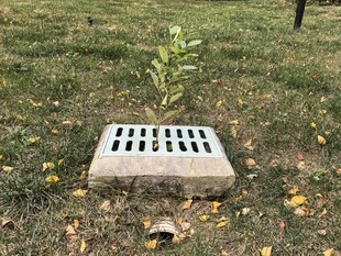 草地上的格栅与小绿植