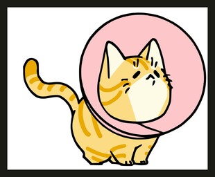 戴伊丽莎白圈的可爱猫咪