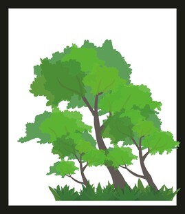 翠绿繁茂的树木景观