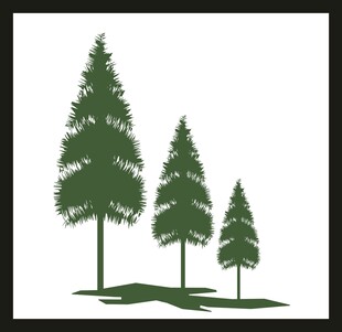 三棵挺拔的绿色松树