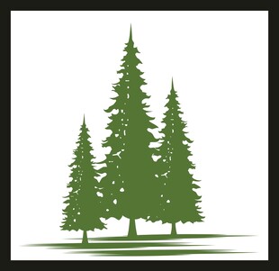 三棵挺拔的绿色松树