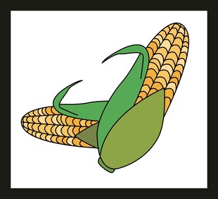 卡通风格剥开的玉米棒