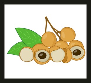 新鲜龙眼插画图