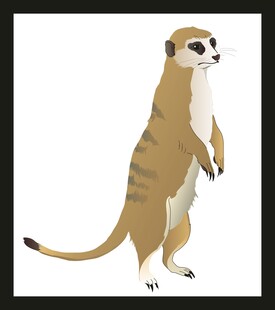 站立的可爱猫鼬插画