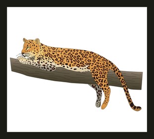 趴在树枝上休息的花豹